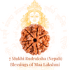 7 Mukhi Rudraksha (Nepali) – Blessings of Maa Lakshmi